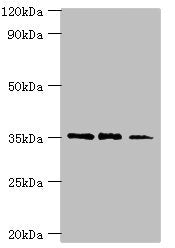 FOSL2 Antibody