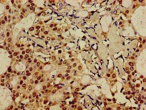 FOXA1 Antibody