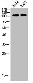 RPS6KC1 Antibody
