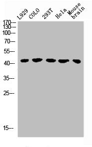 GHRHR Antibody