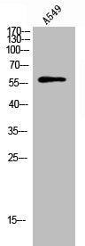 Phospho-HBP1 (S402) Antibody