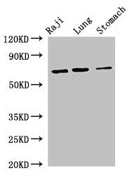 FOXN1 Antibody