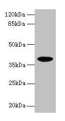 FPR2 Antibody