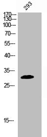 Phospho-DAPP1 (Y139) Antibody