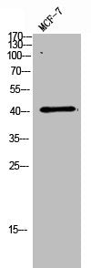 LAMP3 Antibody