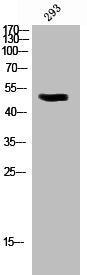 Phospho-PDCD4 (S457) Antibody