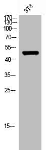 TRIM59 Antibody