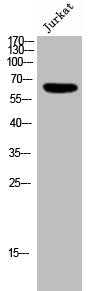 GRK6 Antibody