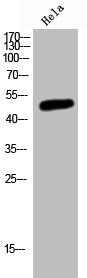 MKNK2 Antibody