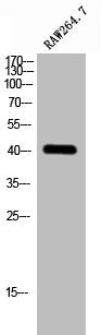 GPS2 Antibody