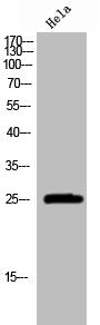 GRB2 Antibody