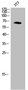 Phospho-GRB10 (Y67) Antibody
