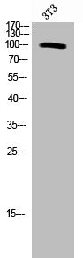 GRIA4 Antibody