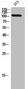 GRID2 Antibody