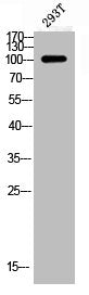 Phospho-GRIN1 (S896) Antibody