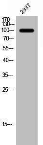 GRIN1 Antibody