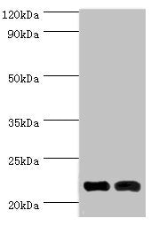 NCS1 Antibody