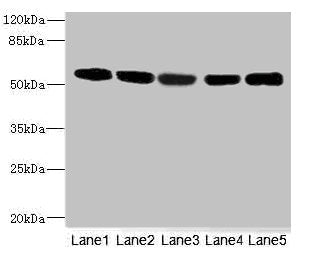 FRK Antibody