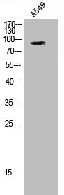 Phospho-NR3C1 (S203) Antibody