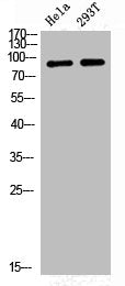 Phospho-NR3C1 (S226) Antibody
