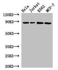 CANX Antibody