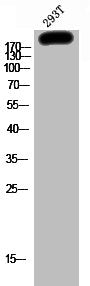 Phospho-ARHGAP35 (Y1087) Antibody