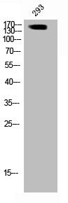 Phospho-ARHGAP35 (Y1105) Antibody