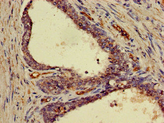 FRS2 Antibody