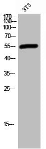 GSPT1 Antibody