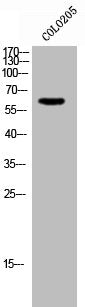 GTF2H2 Antibody