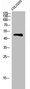 Phospho-BLNK (Y96) Antibody