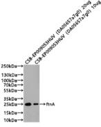 ftnA Antibody