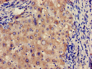FUCA1 Antibody