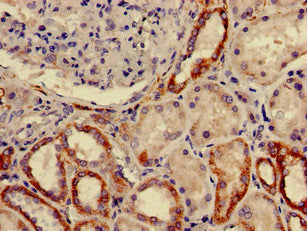 FURIN Antibody
