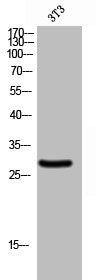 GZMB/GZMH Antibody