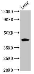 FUT3 Antibody