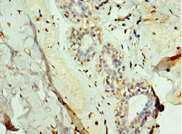 FUT6 Antibody