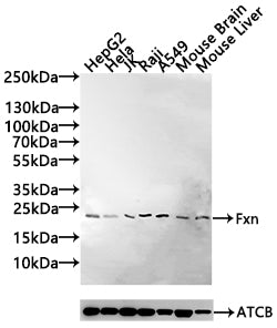Fxn Antibody