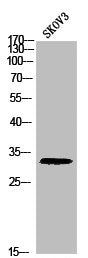 Phospho-Histone H1 (T17) Antibody