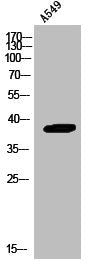 ANXA1 Antibody