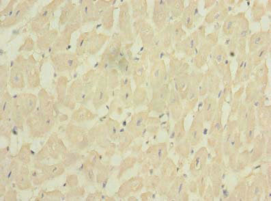 FXYD7 Antibody
