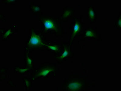 FYN Antibody