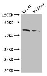 FZD9 Antibody