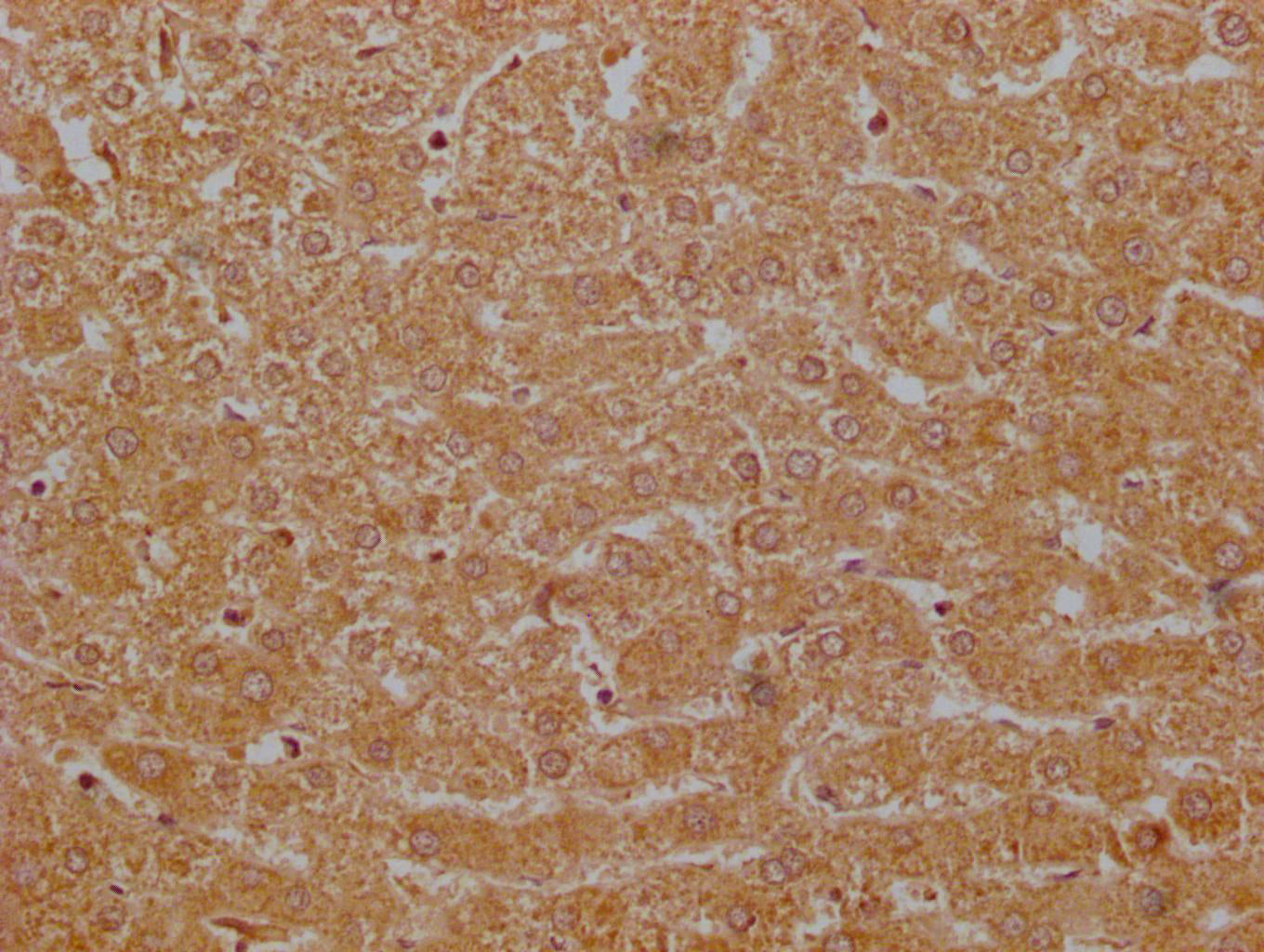 G0S2 Antibody