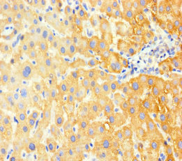 G6PC Antibody