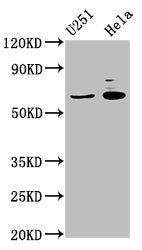 GABRA4 Antibody