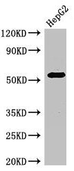 GABRB3 Antibody