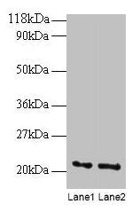 ARF4 Antibody