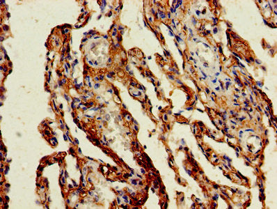 GADD45G Antibody