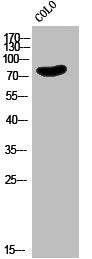 EMR2 Antibody